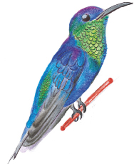 Ninfa coronivioleta